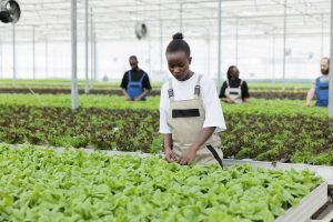 How to integrate AI with IoT to enhance predictive analytics in smart agriculture?